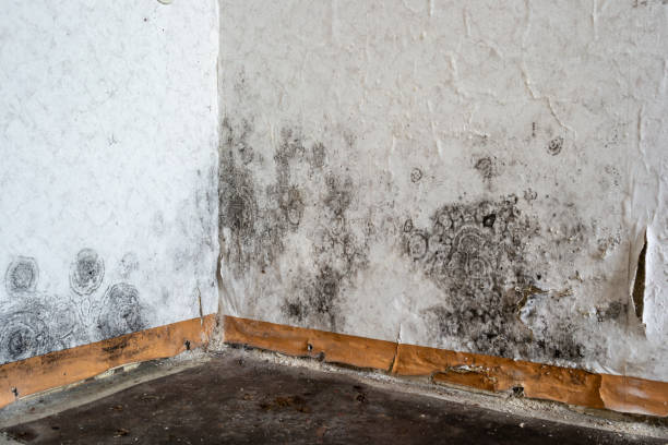  Des Allemands, LA Mold Removal Pros